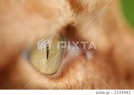 猫の目線 2234482