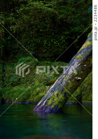渓流の中の倒木 渓流の中の倒木 2234486