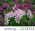 満開の花たち 2234554