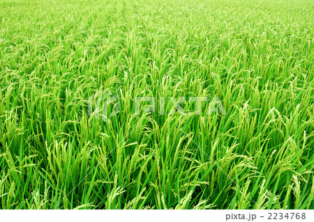 茨城産コシヒカリ 2234768