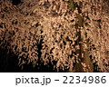 京都・円山公園の枝垂れ桜　夜 2234986