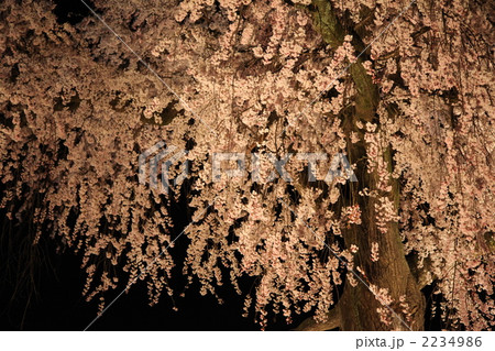 京都・円山公園の枝垂れ桜　夜 2234986