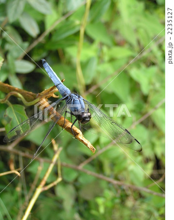 オオシオカラトンボ 2235127