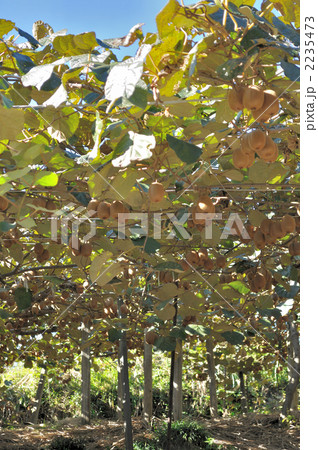 キウイ畑タテ キウイ畑タテ 2235473