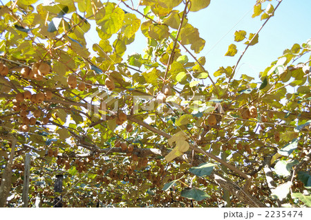 キウイ畑 2235474