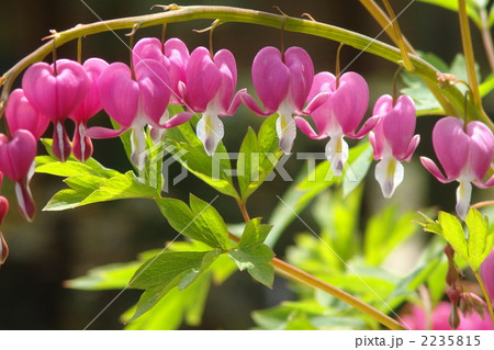 4月　タイツリソウ・ケシ科15 2235815