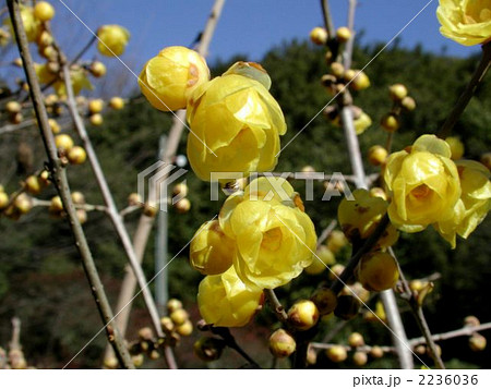 ロウバイ 2236036