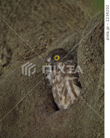 アオバズクの雛 アオバズクの雛 2236202