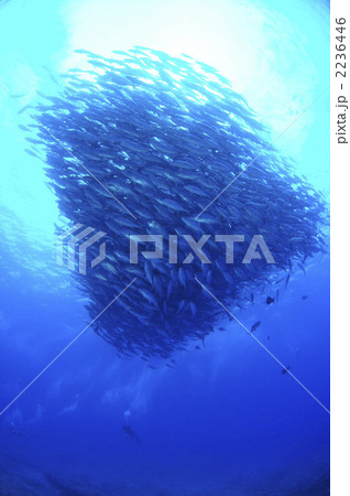 ギンガメアジ 2236446