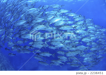 ギンガメアジ 2236451