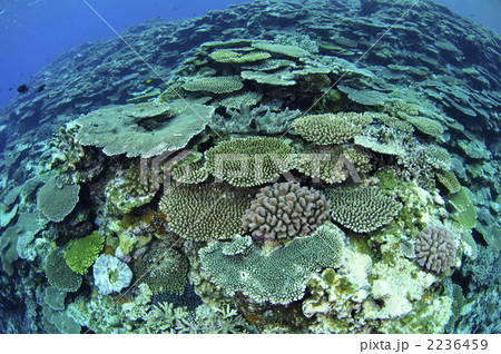 サンゴ 2236459