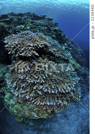 サンゴ 2236460