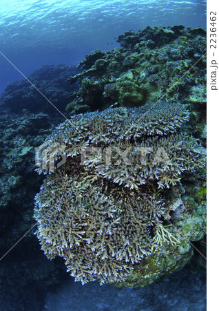 サンゴ 2236462