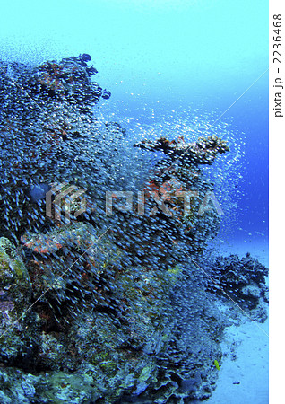 スカシテンジクダイ 2236468