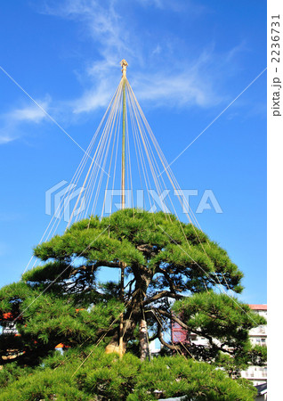 松の雪つり 2236731