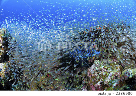 スカシテンジクダイ スカシテンジクダイ 2236980