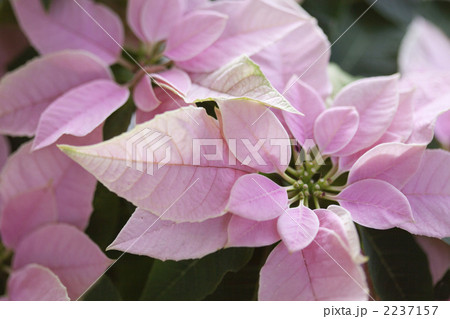 プリンセチア 2237157