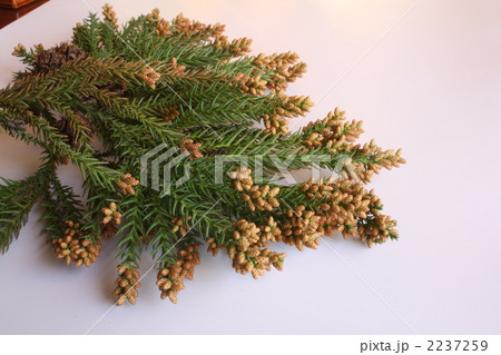 杉の花 杉の花 2237259