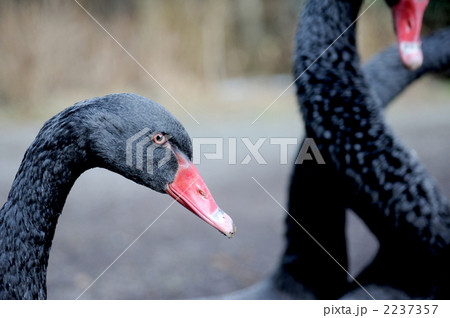 黒鳥 2237357