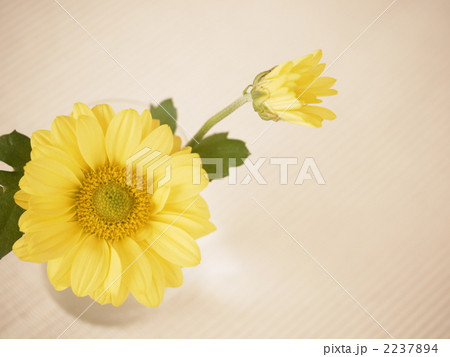 キクのミニアレンジメント キクのミニアレンジメント 2237894