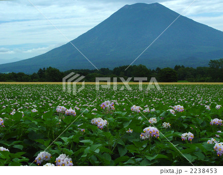 男爵薯の花満開、羊蹄山 男爵薯の花満開、羊蹄山 2238453