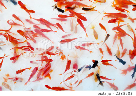 金魚 2238503