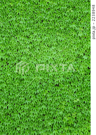 アイビーのテクスチャ アイビーのテクスチャ 2238948