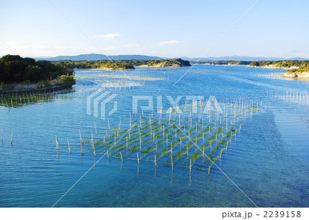 英虞湾　海苔粗朶 2239158