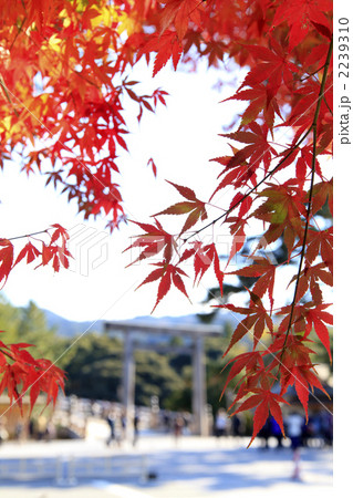 伊勢神宮（内宮）の紅葉 2239310
