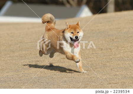 走る柴犬の写真素材 2239534 Pixta