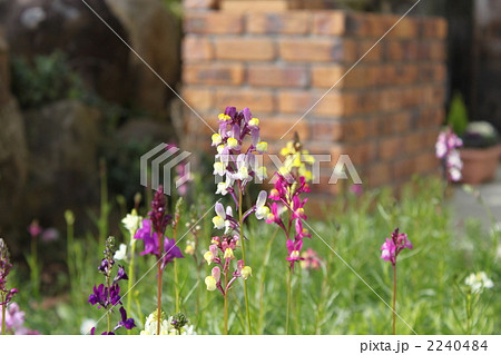 庭の花畑 庭の花畑 2240484