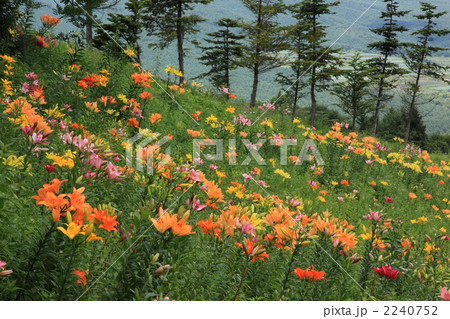 嬬恋・鹿沢ゆり園 嬬恋・鹿沢ゆり園 2240752