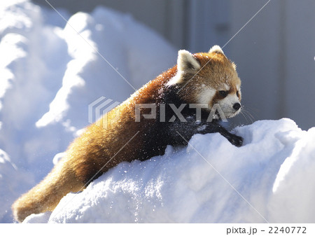 札幌円山動物園のレッサーパンダ 札幌円山動物園のレッサーパンダ 2240772