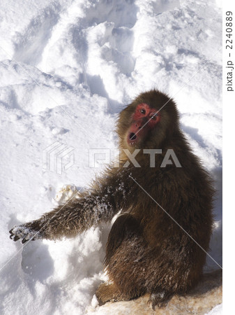 サルの雪遊び 2240889