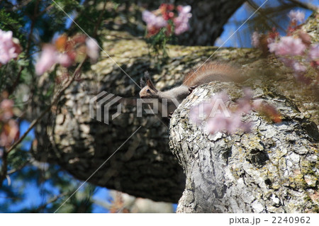桜とエゾリス 2240962