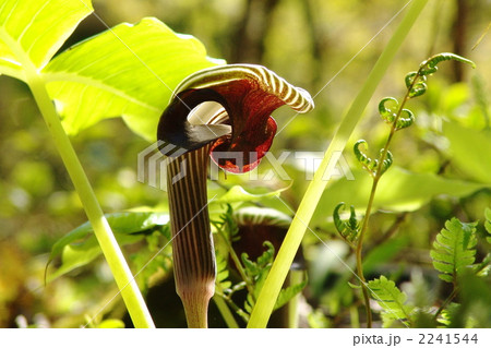 4月 ムサシアブミ・サトイモ科15 4月 ムサシアブミ・サトイモ科15 2241544