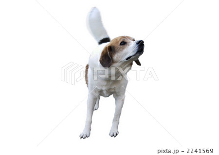 ミックス犬 白背景 切り抜きの写真素材