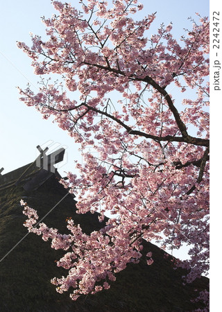 桜と茅葺屋根（20080429-016） 2242472