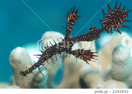 ニシキフウライウオ ニシキフウライウオ 2242642