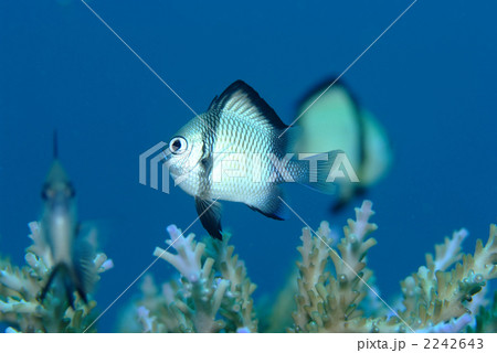 フタスジリュウキュウスズメダイ 2242643