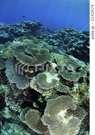 サンゴ 2242674
