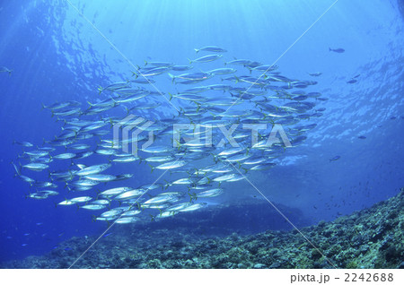 マアジ 2242688