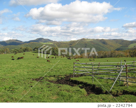早坂高原の牧草地 2242794