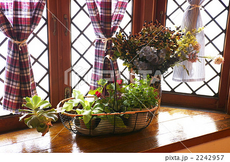 出窓の植物（d100108-055） 2242957
