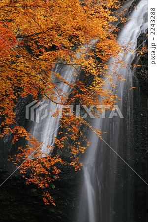 紅葉鮮やか 月待の滝 裏見の滝 くぐり滝 紅葉鮮やか 月待の滝 裏見の滝 くぐり滝 2243288