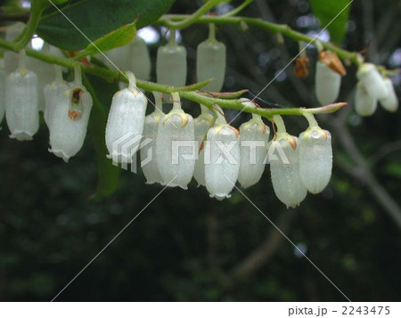 ネジキの花 2243475