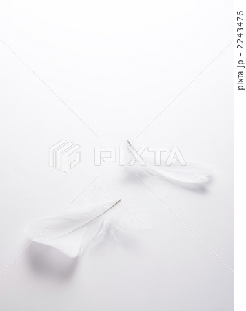 フェザー 2243476