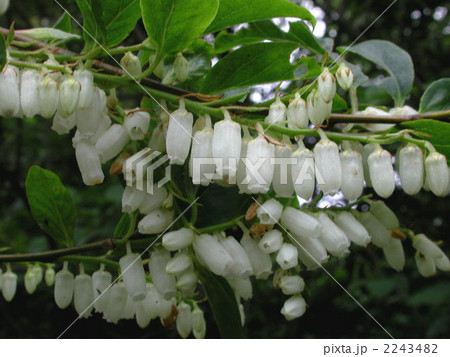 ネジキの花 2243482