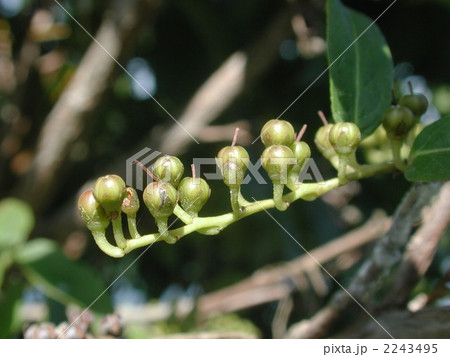 ネジキの実 2243495