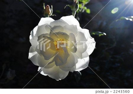 白薔薇 2243560